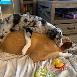Miniature Australian Shepherd All Grown Up from Kountryside Mini Aussies