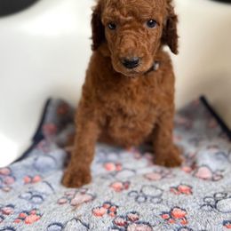 Girl 5 - Red  female Poodle puppy in Houston, Texas from Everyday Poodles