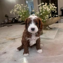 Duke - Red male Cavapoo puppy in Sacramento County, California from Sac-Town Poodles and Doodles
