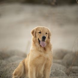 Keera - Golden Retriever