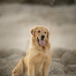 Keera - Golden Retriever