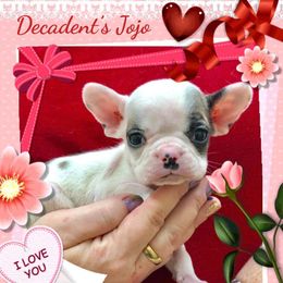 French Bulldog and Rottweiler Puppies from Starkhaus Rottweilers