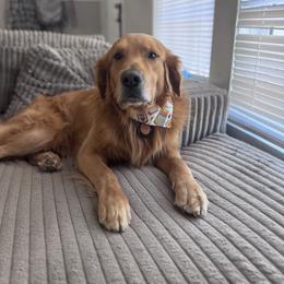 Duke - Golden Retriever