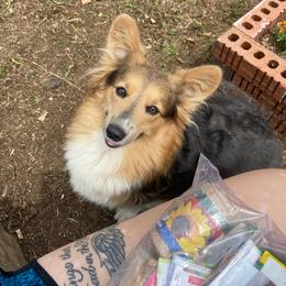 Emry - Pembroke Welsh Corgi