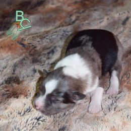 Miniature Australian Shepherd Puppies from 7UL Mini Aussies