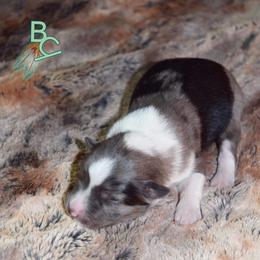 Miniature Australian Shepherd Puppies from 7UL Mini Aussies
