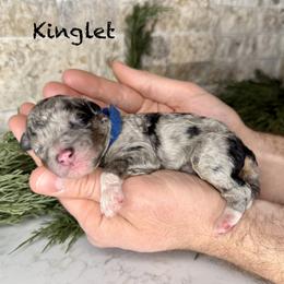 Kinglet - Merle male Bernedoodle puppy in Midland, Michigan from Northern Charm Farm