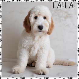 LaiLai - Goldendoodle