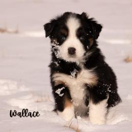 Wallace - Black tri male Miniature Australian Shepherd puppy in Blackfoot, Idaho from Bellewynd Acres