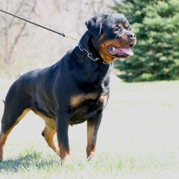 SCHATZI - Rottweiler
