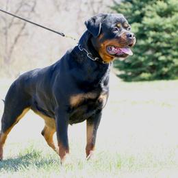 SCHATZI - Rottweiler
