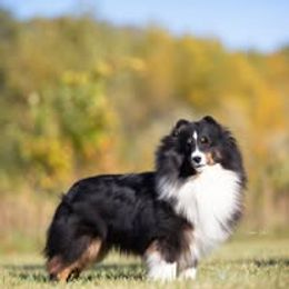 Qendl - Shetland Sheepdog