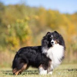 Qendl - Shetland Sheepdog