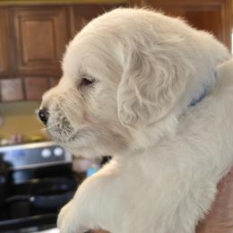 BLUE COLLAR BOY - Light golden male Golden Retriever puppy in Terre Haute, Indiana from Fiddle In Gold Retrievers
