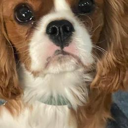 Sir Darcy - Cavalier King Charles Spaniel
