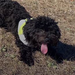 Max - Maltipoo
