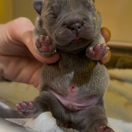 Tank - Blue Boy (blue and tan or blue brindle) - Blue male French Bulldog puppy in Gulf Breeze, Florida from SW Frenchies