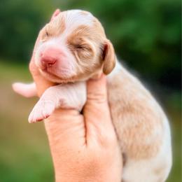 April - Piebald female Dachshund puppy in Bremen, Georgia from Doodles & Doxies