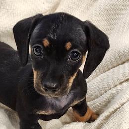 Minnie - Black and tan female Dachshund puppy in Littlestown, Pennsylvania from Redeemer's Dachshunds