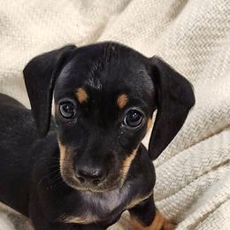 Minnie - Black and tan female Dachshund puppy in Littlestown, Pennsylvania from Redeemer's Dachshunds