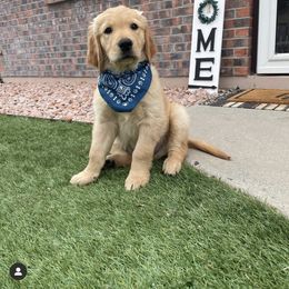 Goldendoodle and Golden Retriever Puppies from Goldie Locks Golden Retrievers & Doodles