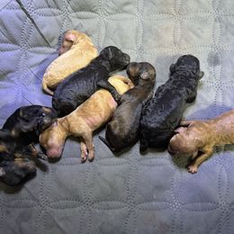 5th pick of litter - Red  female Poodle puppy in Canfield, Ohio from Poo's Doo's & Inu's