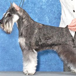 Millie - Miniature Schnauzer