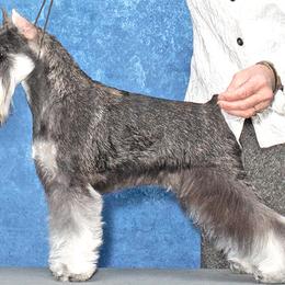 Millie - Miniature Schnauzer