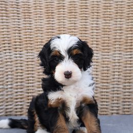 Bunny - Black female Goldendoodle puppy in Temecula, California from Temecula Creek Doodles