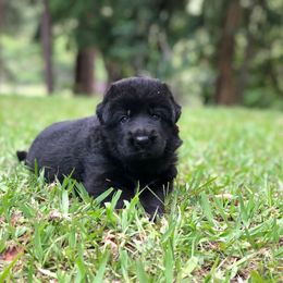 German Shepherd Puppies from Zwinger vom Schneider Wald