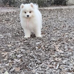 Pink - White female Samoyed puppy in Paulden, Arizona from Carefree Samoyeds & Deserthills Labradors