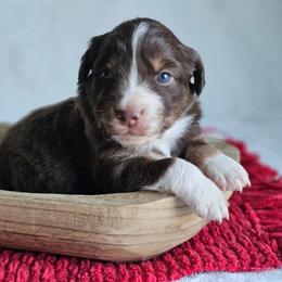 Ruby - Red tri-color female Australian Shepherd puppy in Mountain Grove, Missouri from K Bar H Farms