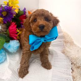 Cole Blue (Boy 2) - Red  male Poodle puppy in Miami, Florida from Katy's Toy Poodles & Doodles