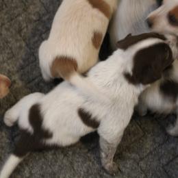 Carl - Blue speckled male Australian Cattle Dog puppy in Casa Grande, Arizona from Sonoran Dogz