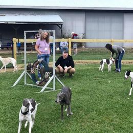 Whippet All Grown Up from Timbreblue Whippets