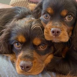 Cavalier King Charles Spaniels from Wright Cavaliers