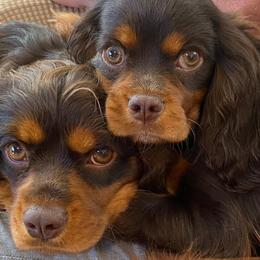 Cavalier King Charles Spaniels from Wright Cavaliers