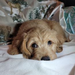 Boy-Pascal - Apricot Goldendoodle puppy in Pleasantview, Utah from Virgin River Kennel