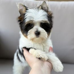 Cam 2,550 - Parti male Yorkshire Terrier puppy in Hardin, Texas from Katrinas puppies