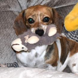 Prickly Pear - Dachshund