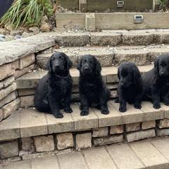 Flat-Coated Retriever All Grown Up from Shayna Flat-Coated Retrievers