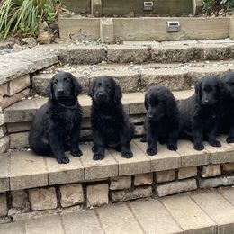 Flat-Coated Retriever All Grown Up from Shayna Flat-Coated Retrievers