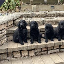 Flat-Coated Retriever All Grown Up from Shayna Flat-Coated Retrievers