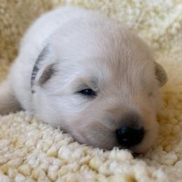 ScenicCreek Lucien - male Berger Blanc Suisse puppy in Bexar County, Texas from Scenic Creek German Shepherds and White Swiss Shepherds