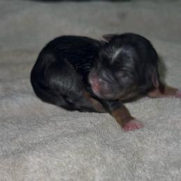 Rain - Black and gold female Yorkshire Terrier puppy in Houston, Texas from Little things