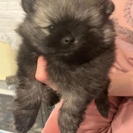 Zorro - Black and tan male Pomeranian puppy in Eureka Springs, Arkansas from Maple Hills Poms