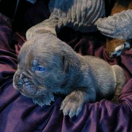 Arturo - Gray male Cane Corso puppy in Nashville, Tennessee from Prestigious K9