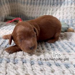 Iris - Red  female Goldendoodle puppy in Phelan, California from High Desert Doodles - the original