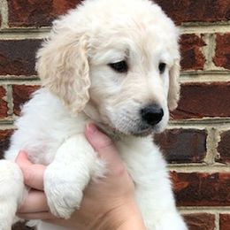 Boxers and Goldendoodles from Tut’s Doodles and Boxers