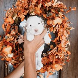Jack - Parti male Goldendoodle puppy in Beecher, Illinois from Cherry Lane Doodles